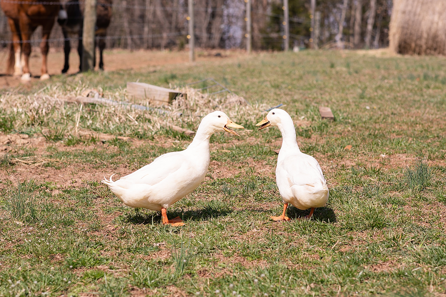 I kept scaring these fellas walking around the property… sorry little ducks!