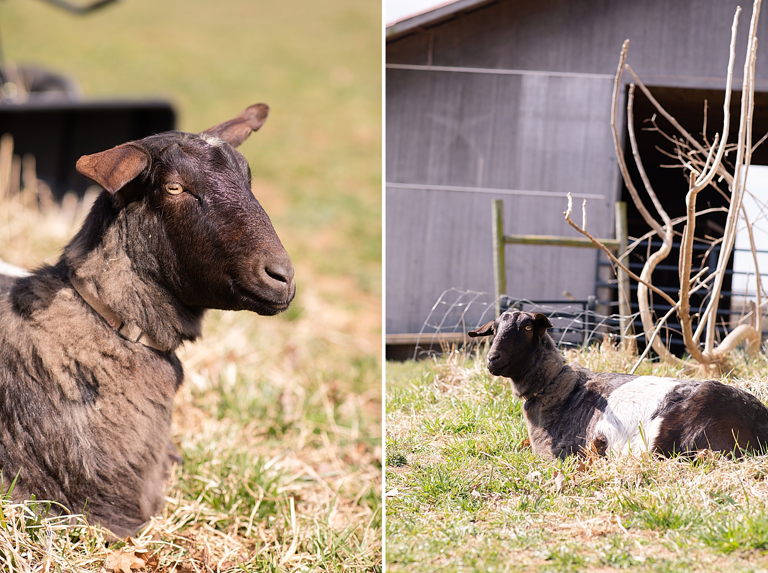 London!! Yes, London is a goat. This sweet goat followed us around and always ended up at my side! So I just made her (or him… I can’t remember) a part of the team! I will share more of these photos with my goat friend this December in my “behind th…