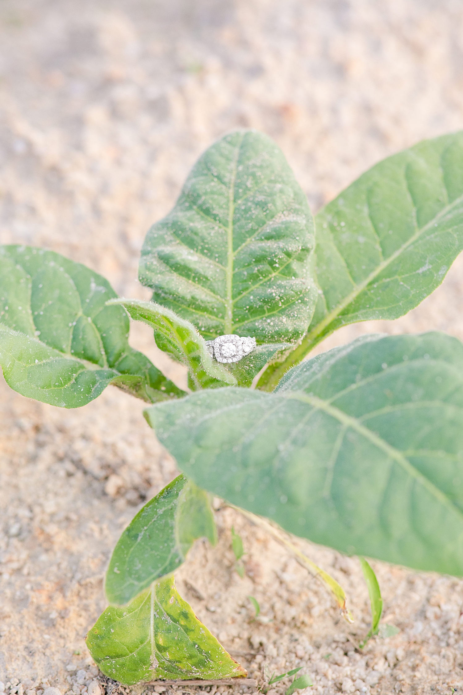 Danville Farm Engagement Session Photo Lynchburg Wedding Photographer_0745.jpg