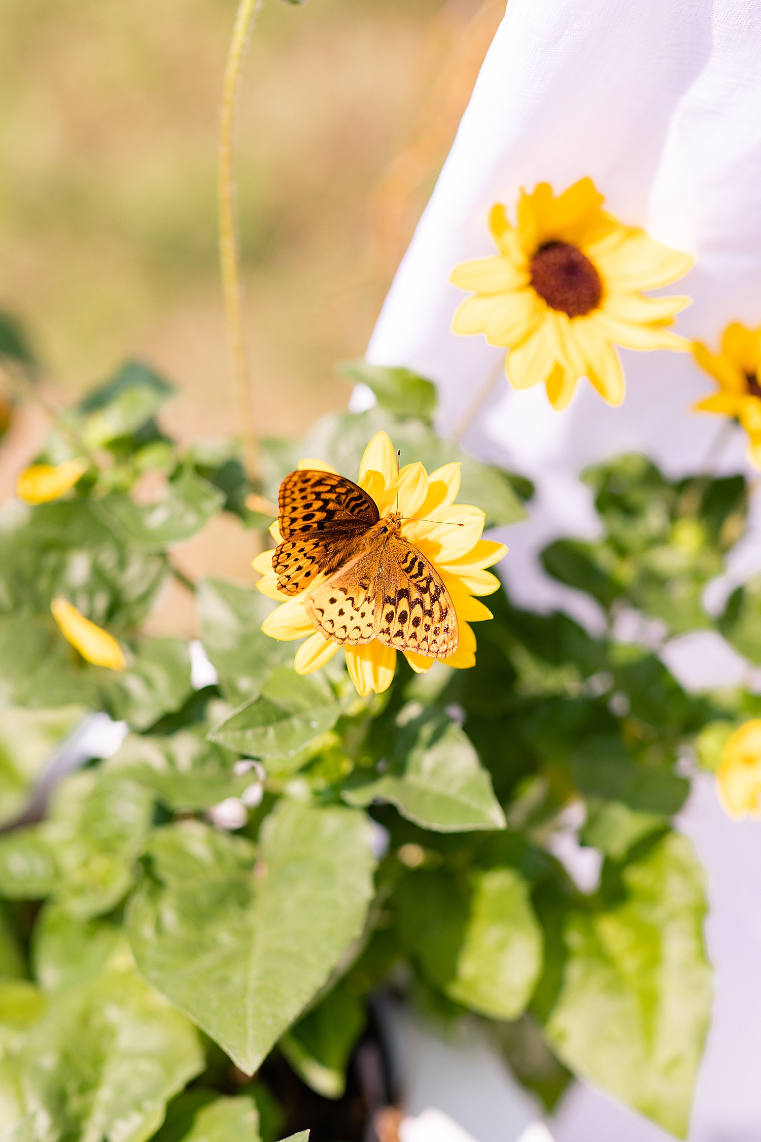 Intimate Spring Virginia Wedding Photo_0854.jpg