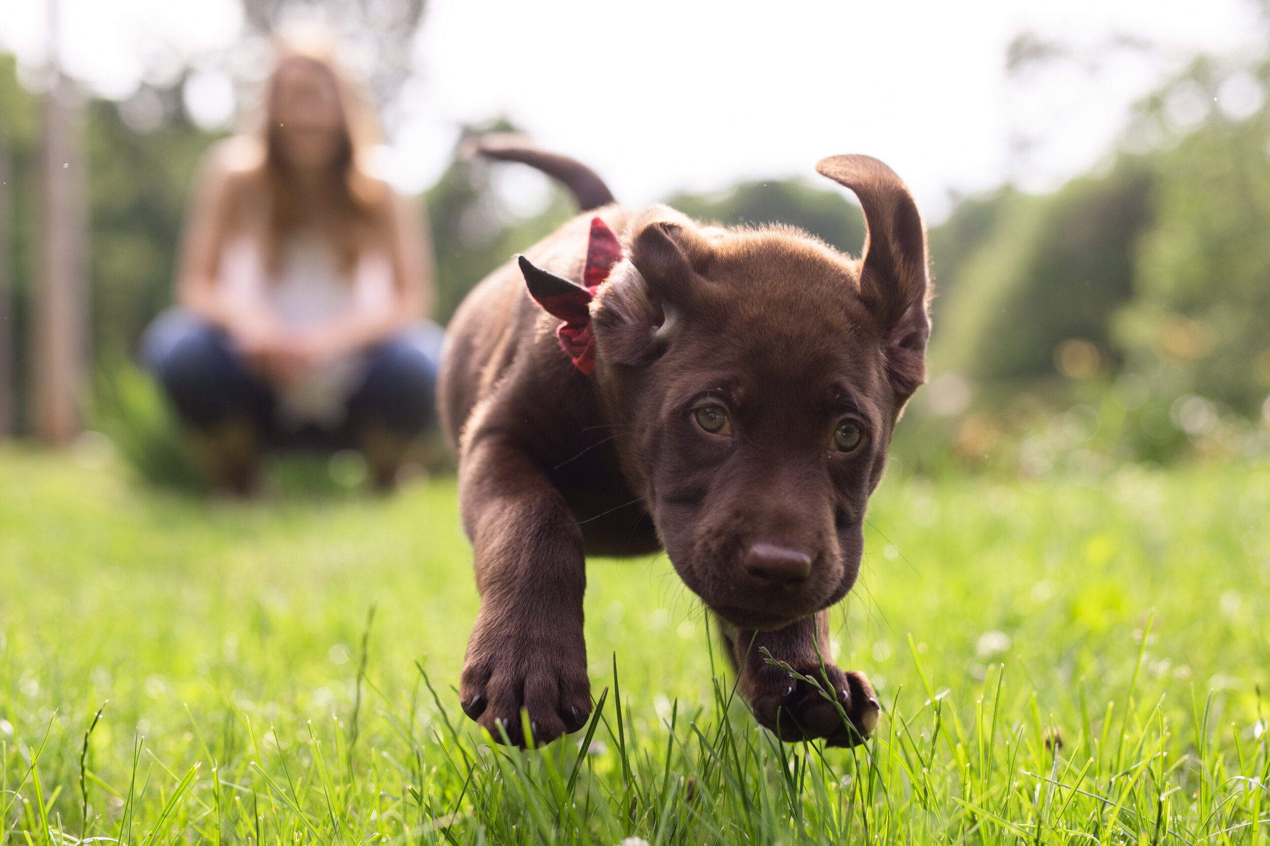 Boone as a puppy 2019_4261.jpg