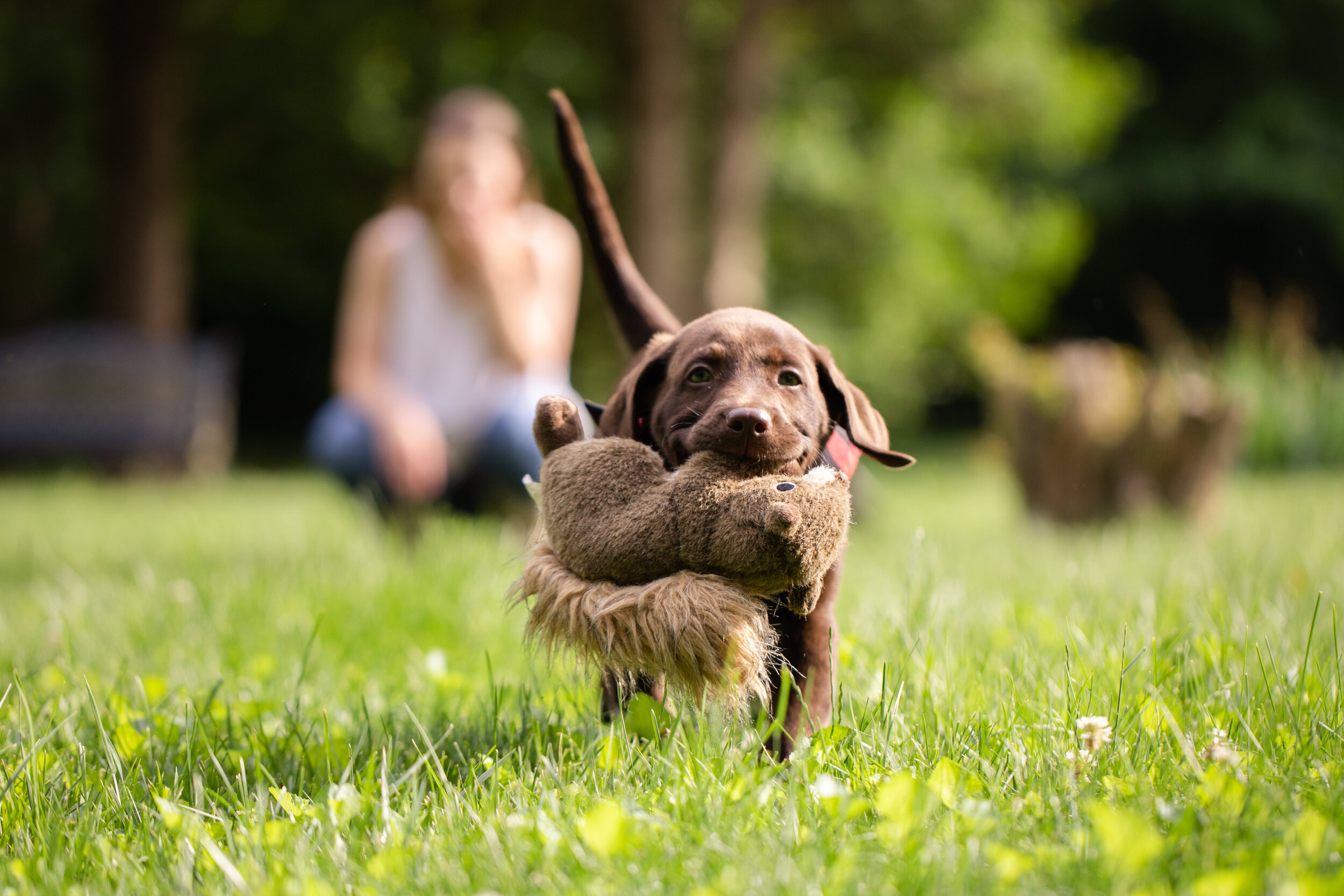 Boone as a puppy 2019_4332.jpg