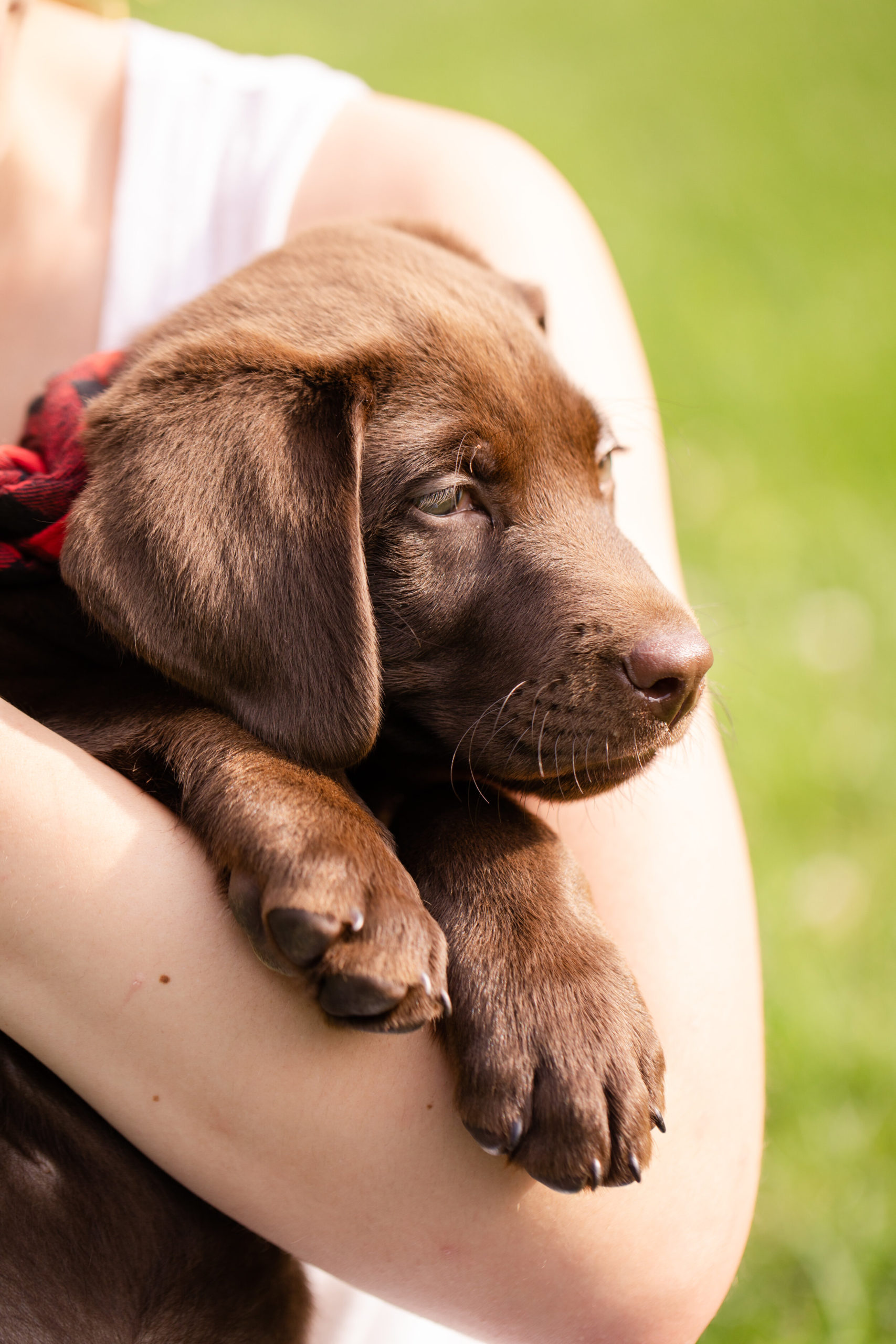 Boone as a puppy 2019_4449.jpg