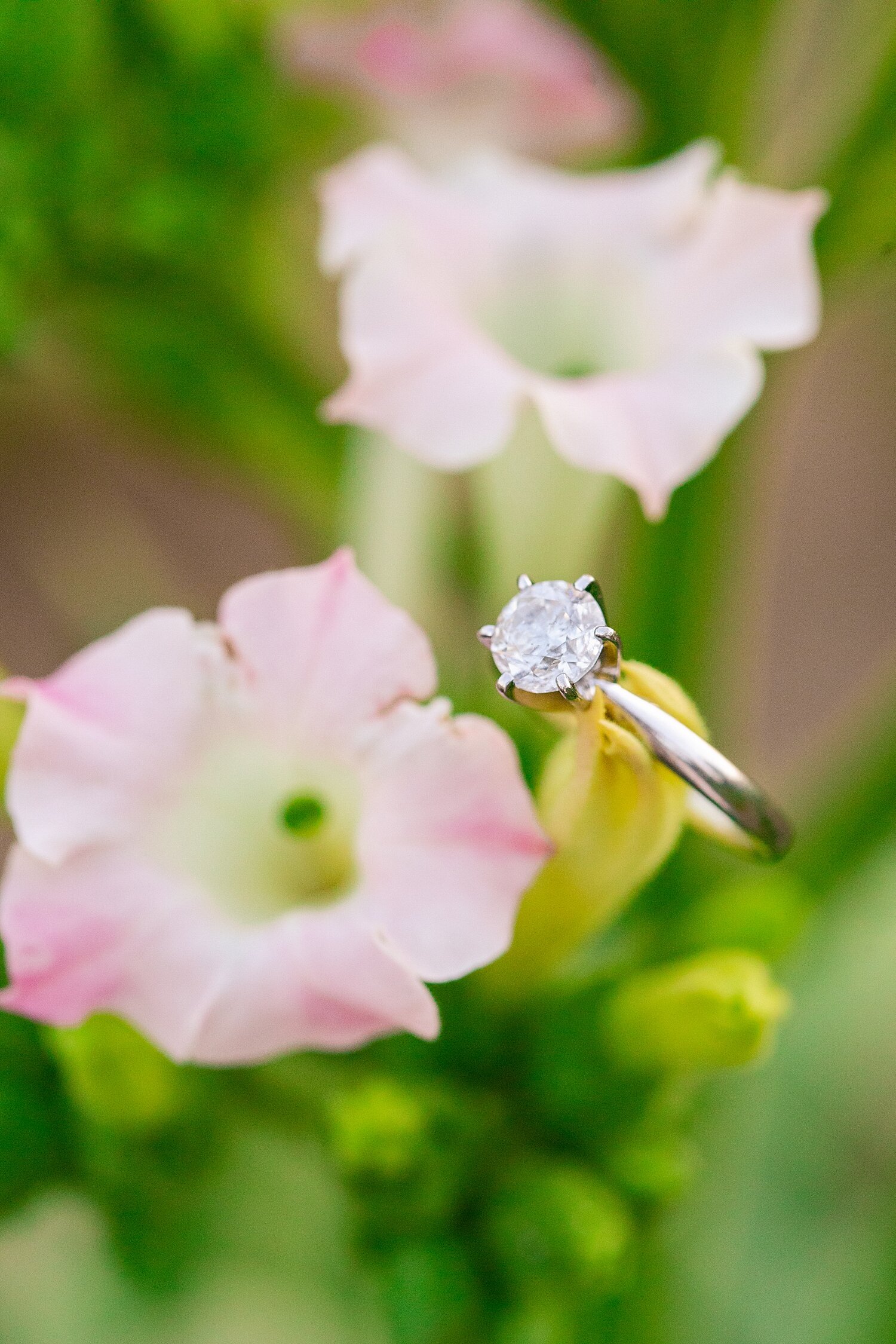 Farm Engagement Session_3164.jpg