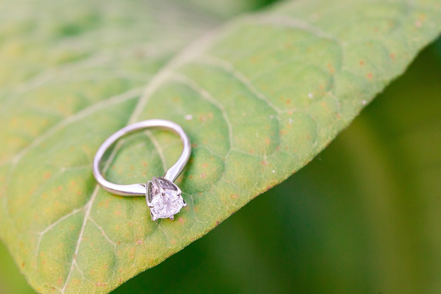 Farm Engagement Session_3178.jpg