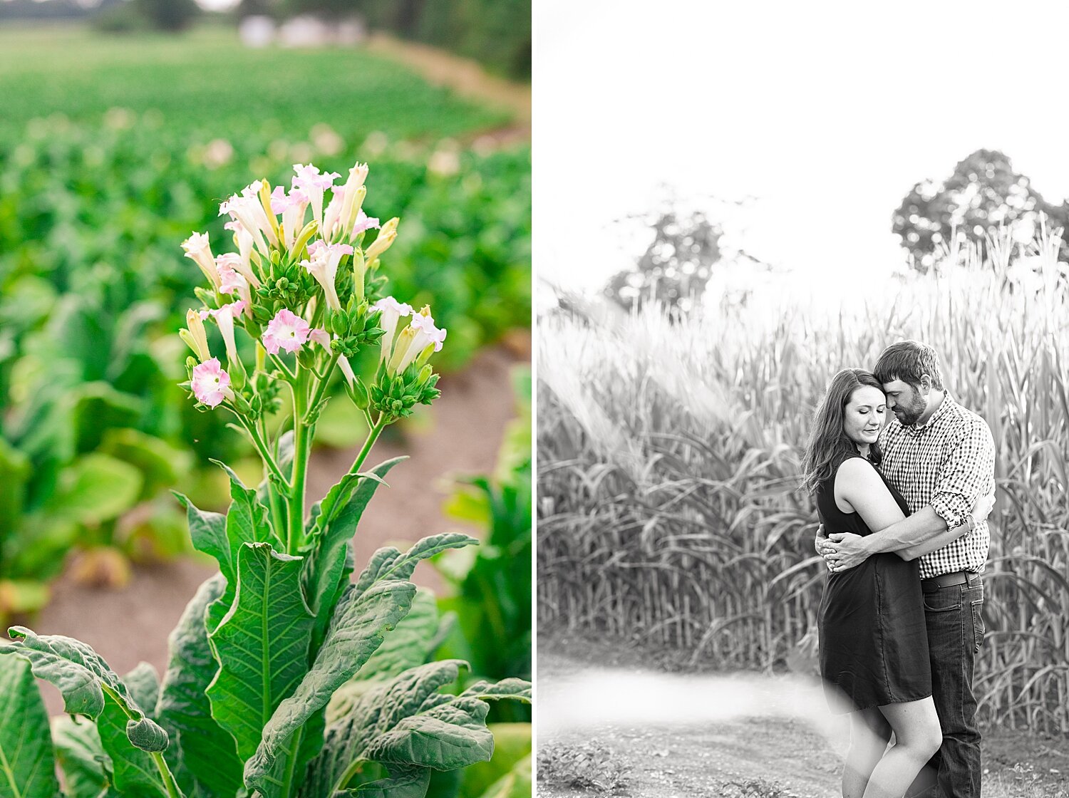 Farm Engagement Session_3189.jpg