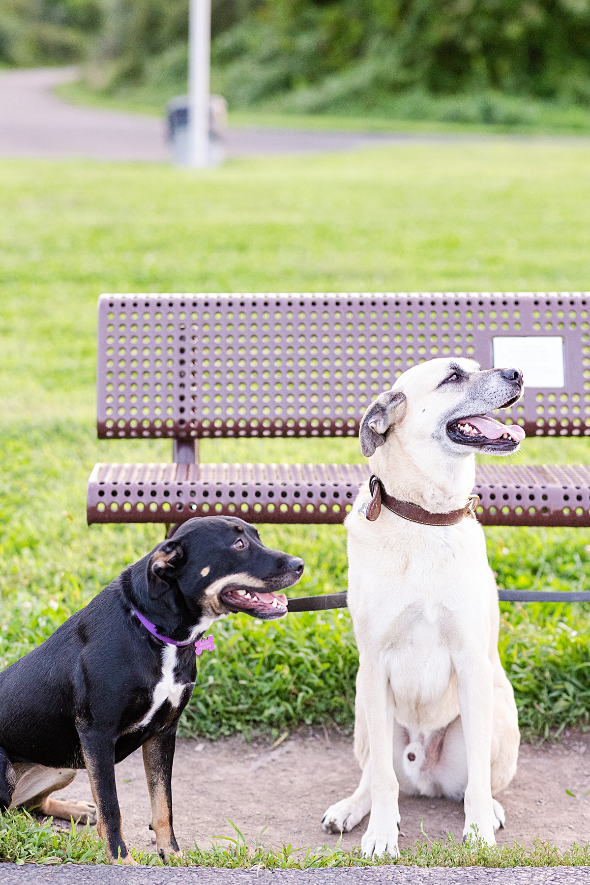 This surprise proposal at Nockamixon State Park in Pennsylvania. What started out as a couples session with their dogs turned into a surprise proposal!